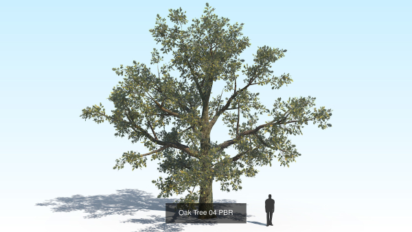 Oak Tree 6 in 1 Pack PBR