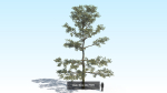 Oak Tree 6 in 1 Pack PBR