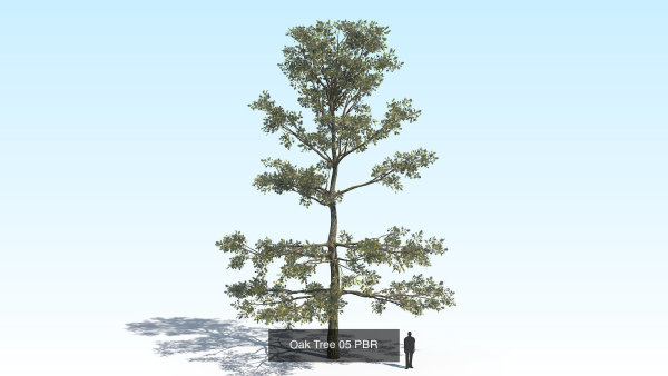 Oak Tree 6 in 1 Pack PBR