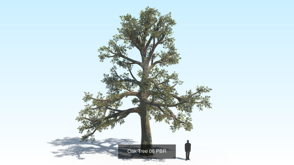 Oak Tree 6 in 1 Pack PBR
