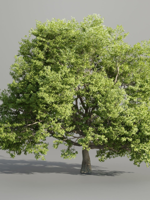 Oak Tree for landscapes vol 198-Blender