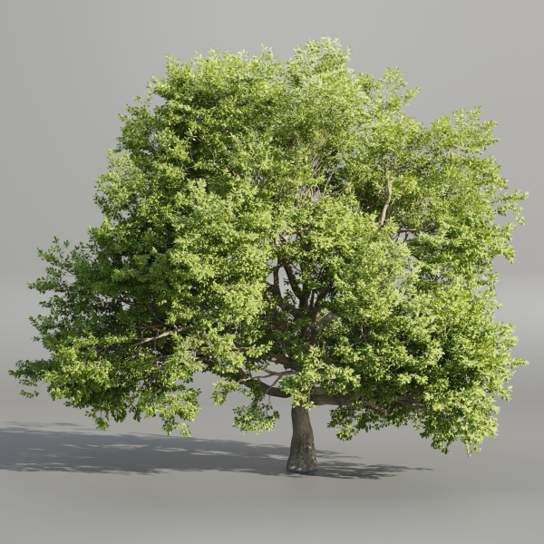 Oak Tree for landscapes vol 198-Blender