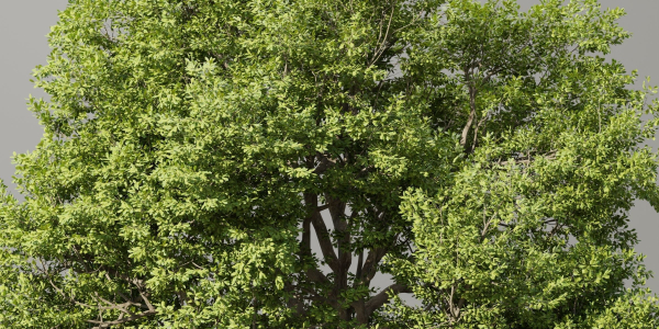 Oak Tree for landscapes vol 198-Blender