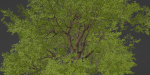 Oak Tree for landscapes vol 198-Blender
