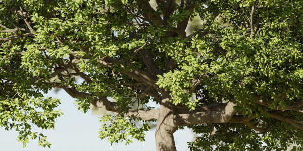 Oak Tree for landscapes vol 198-Blender