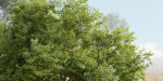 Oak Tree for landscapes vol 198-Blender