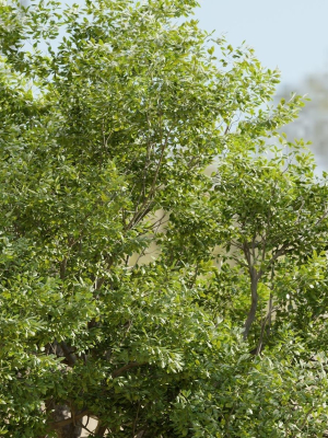 oak-tree-for-landscapes-vol-198-blender-3d-model-de43de6eba