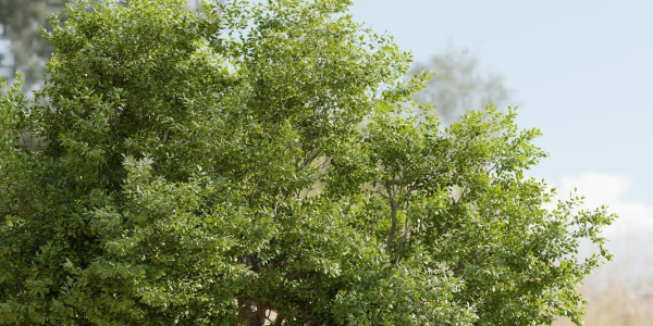 Oak Tree for landscapes vol 198-Blender
