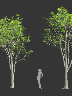 Oak trees 3d models collection vol 2 Blender