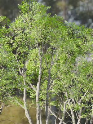 oak-trees-3d-models-collection-vol-2-blender-3d-model-90f33e5e9b