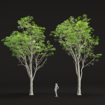 Oak trees 3d models collection vol 2 Blender