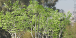 Oak trees collection vol 2