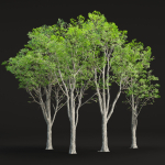 Oak trees collection vol 2
