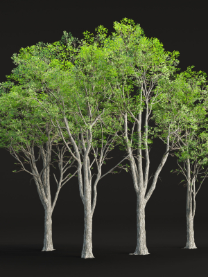 Oak trees collection vol 2