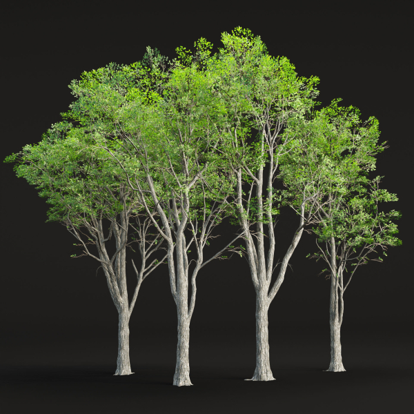 Oak trees collection vol 2