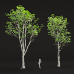 Oak trees collection vol 2