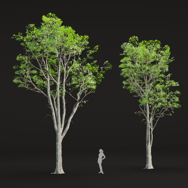 Oak trees collection vol 2