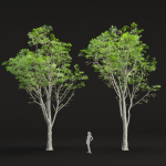 Oak trees collection vol 2