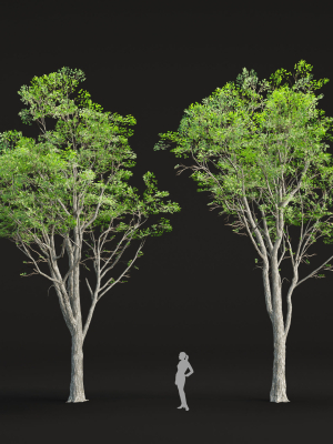 oak-trees-collection-vol-2-3d-model-c405feee26