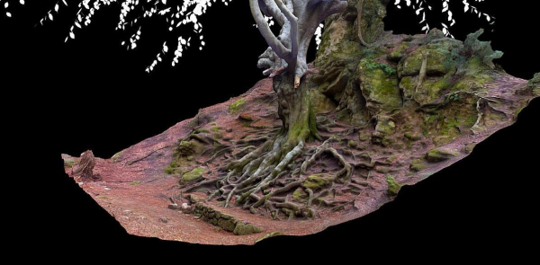 Old beech tree