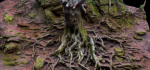 Old beech tree