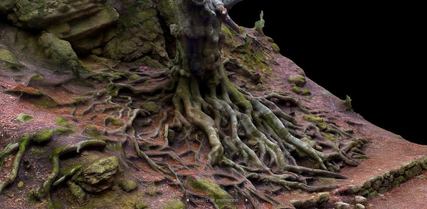 Old beech tree