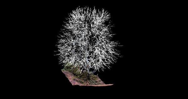 Old beech tree