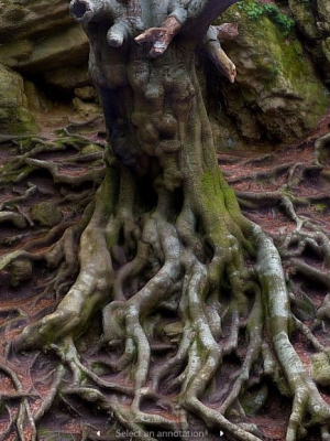 Old beech tree