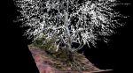 Old beech tree