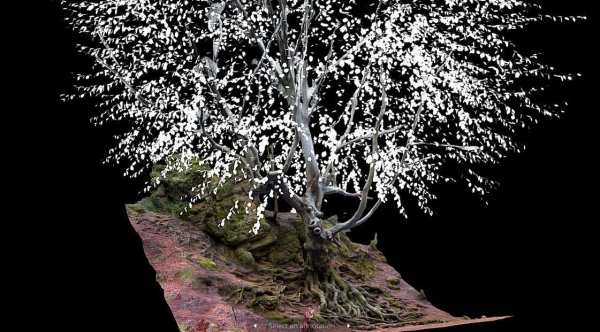Old beech tree