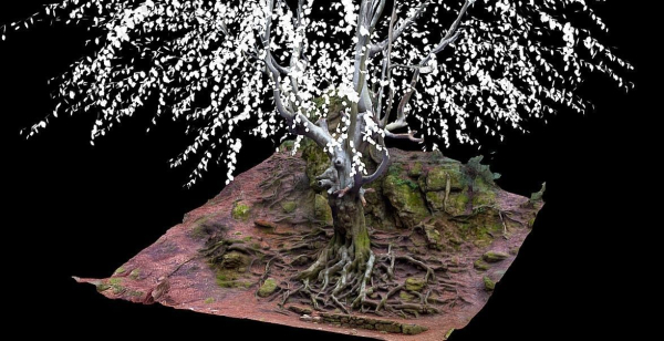 Old beech tree