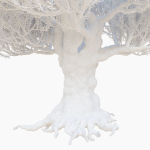 Old olive tree 2