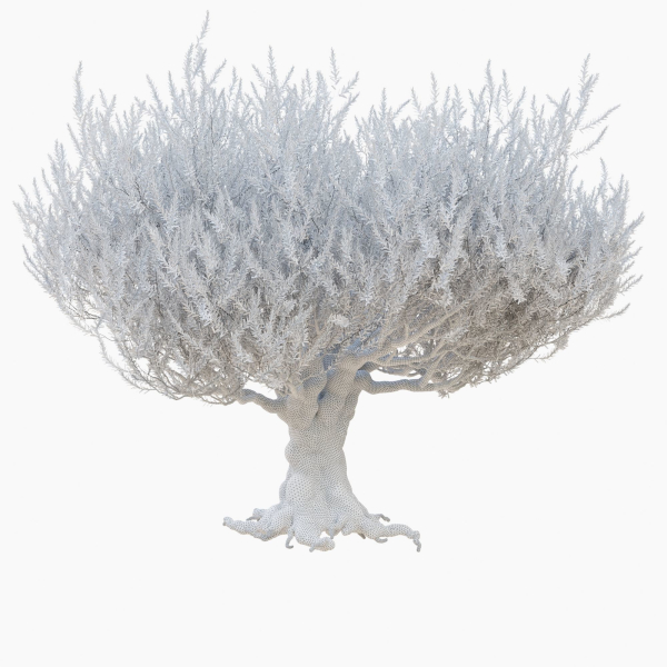Old olive tree 2