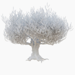 Old olive tree 2