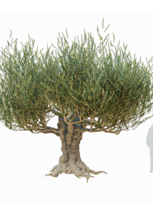 Old olive tree 2