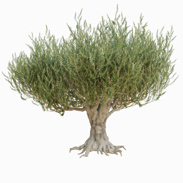 Old olive tree 2