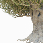 Old olive tree 2