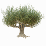 Old olive tree 2