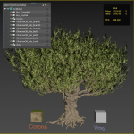Old olive tree 2