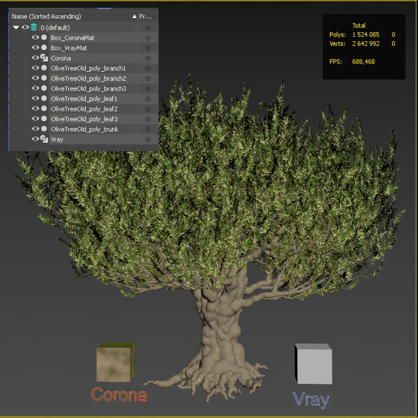 Old olive tree 2