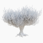 Old olive tree 2