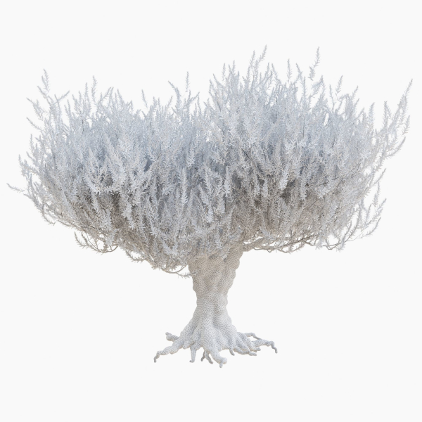 Old olive tree 2