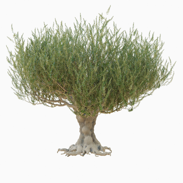 Old olive tree 2