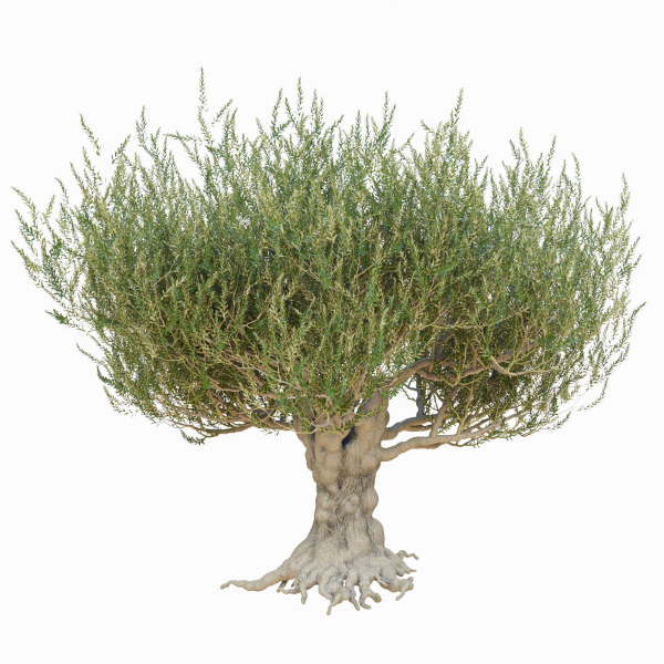 Old olive tree 2