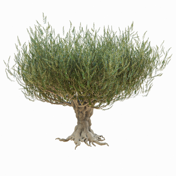 Old olive tree 2