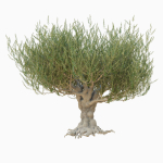 Old olive tree 2