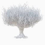 Old olive tree 2