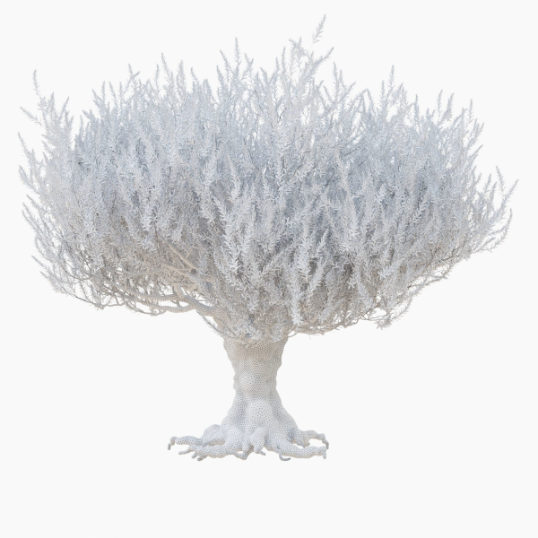 Old olive tree 2