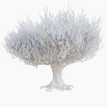 Old olive tree 2