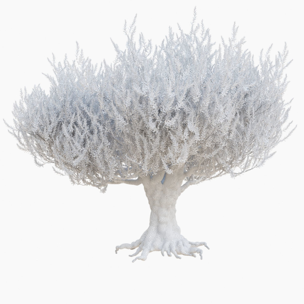 Old olive tree 2